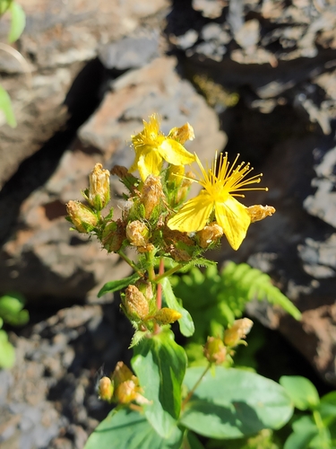 Hypericum bithynicum, photograph 4