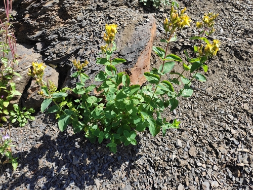 Hypericum bithynicum, photograph 5
