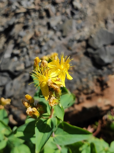 Hypericum bithynicum, photograph 6