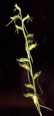 Habenaria filicornis
