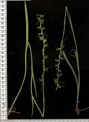 Habenaria filicornis