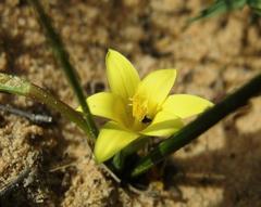 Romulea flava flava