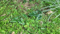 Arum pictum