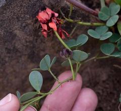 Indigofera procumbens
