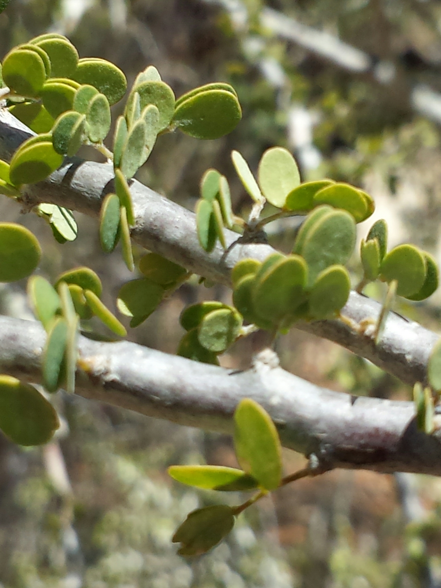 Delonix edulis (H.Perrier) Babineau & Bruneau 2