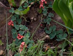 Indigofera procumbens