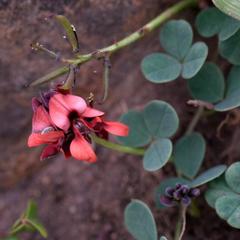 Indigofera procumbens