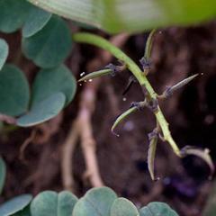 Indigofera procumbens
