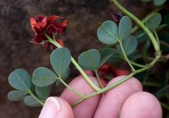 Indigofera procumbens