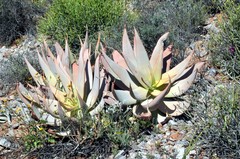 Aloe komaggasensis