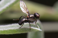 Curranops apicalis
