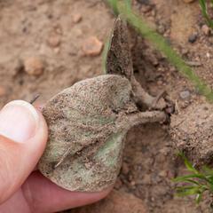 Pelargonium asarifolium