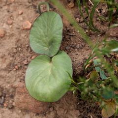 Pelargonium asarifolium