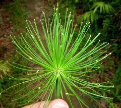 Cyperus prolifer