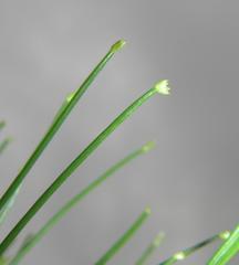 Cyperus prolifer
