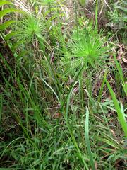 Cyperus prolifer