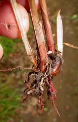 Cyperus prolifer