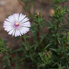 Lampranthus leptaleon