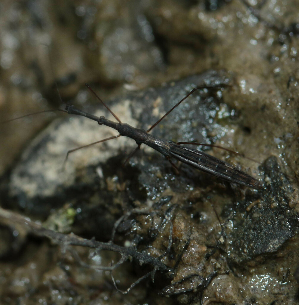Common Water Measurer from 35580 Baulon, France on August 17, 2023 at ...