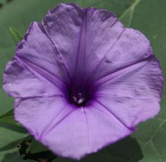 Ipomoea cairica cairica