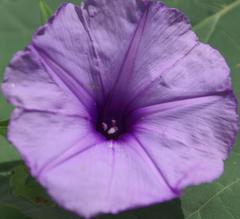Ipomoea cairica cairica