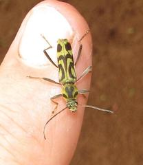 Chlorophorus annularis