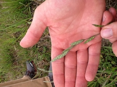 Bromus catharticus catharticus