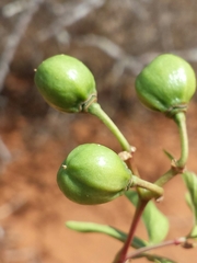 Cissus bosseri
