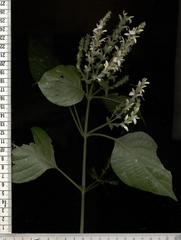 Isoglossa woodii