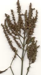 Isoglossa woodii
