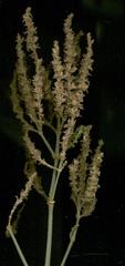 Isoglossa woodii