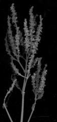 Isoglossa woodii