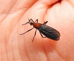Plecia ruficollis