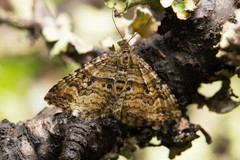 Epirrhoe plebeculata