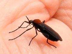 Plecia ruficollis