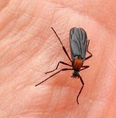 Plecia ruficollis