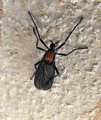 Plecia ruficollis