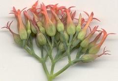 Kalanchoe rotundifolia