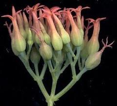 Kalanchoe rotundifolia
