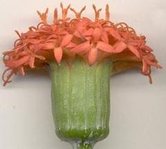 Kleinia fulgens