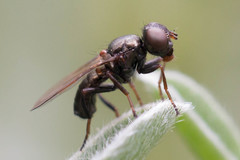 Curranops apicalis