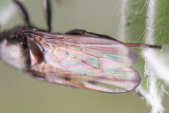 Curranops apicalis