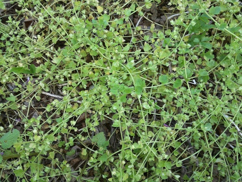 Veronika brečtanolistá (Veronica hederifolia)