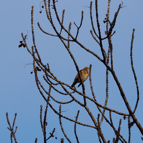 Zorzal alirrojo (Turdus iliacus)