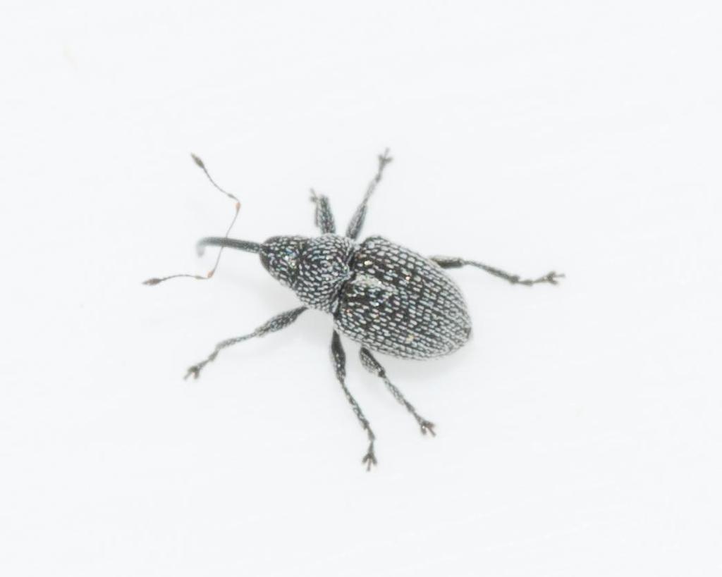 Scobinoides