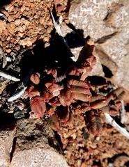 Crassula pyramidalis