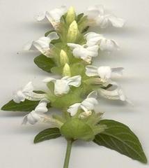 Phaulopsis imbricata