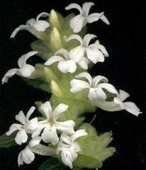 Phaulopsis imbricata