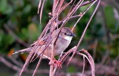 Cisticola natalensis