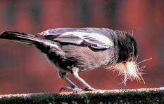 Melaniparus niger niger